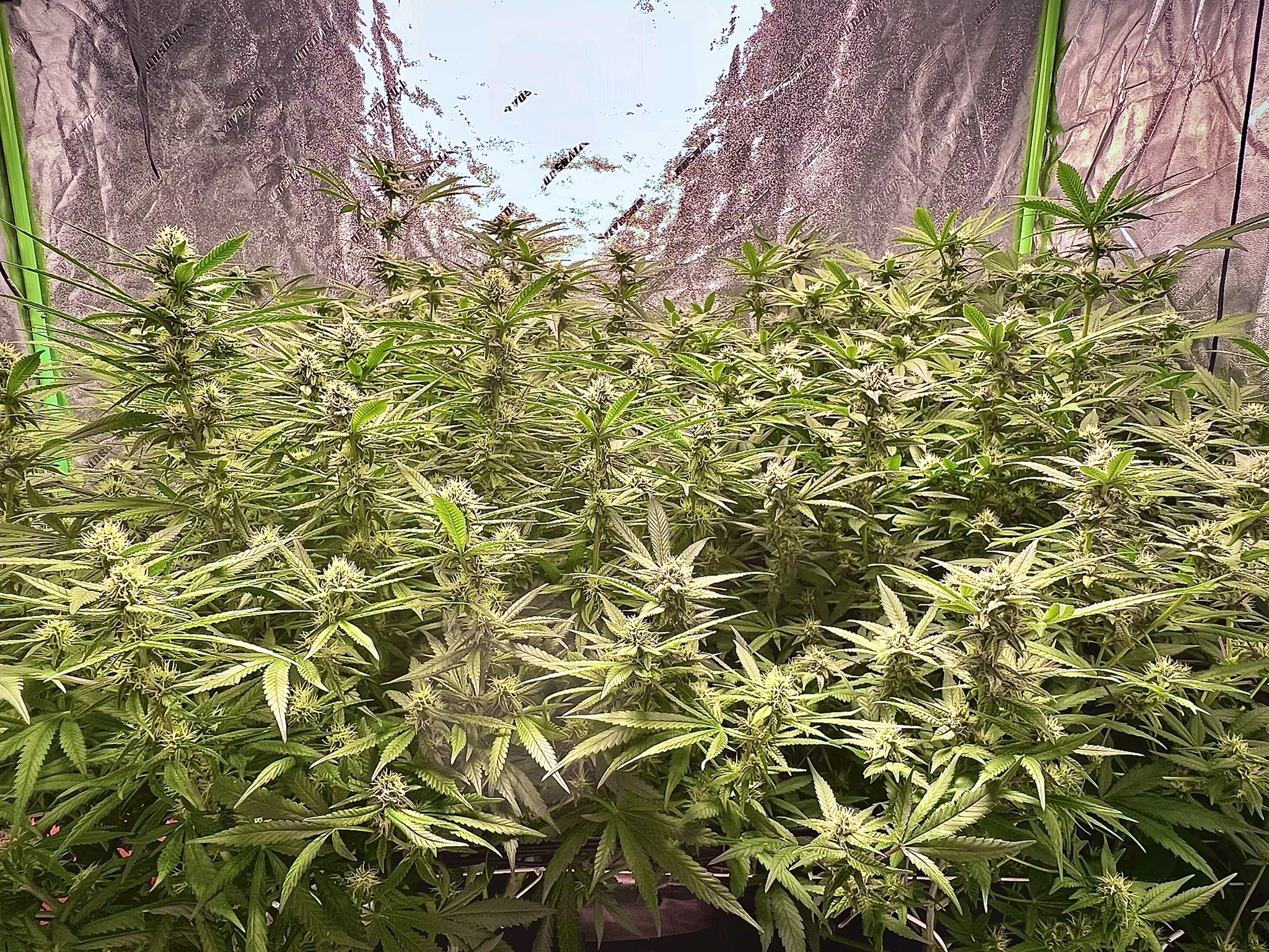 Grow Project 3