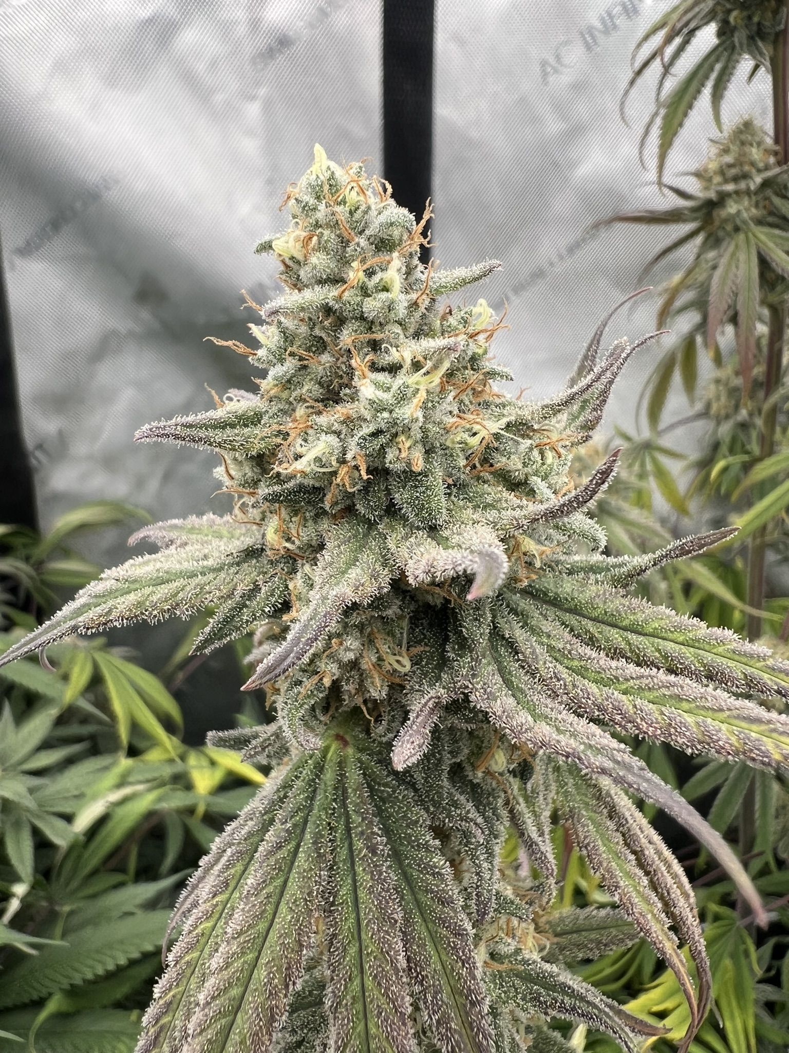 Grow Project 10