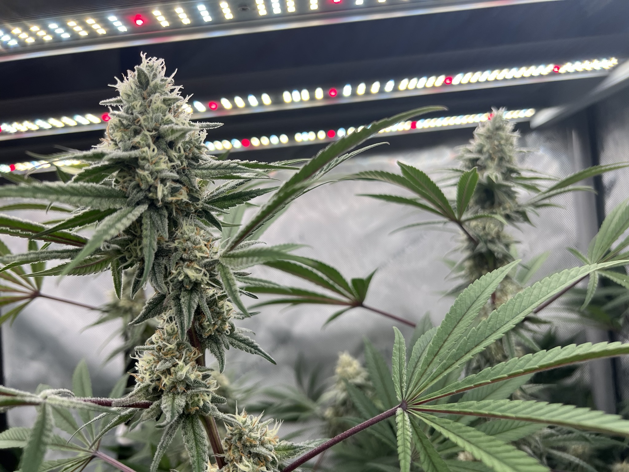 Grow Project 9