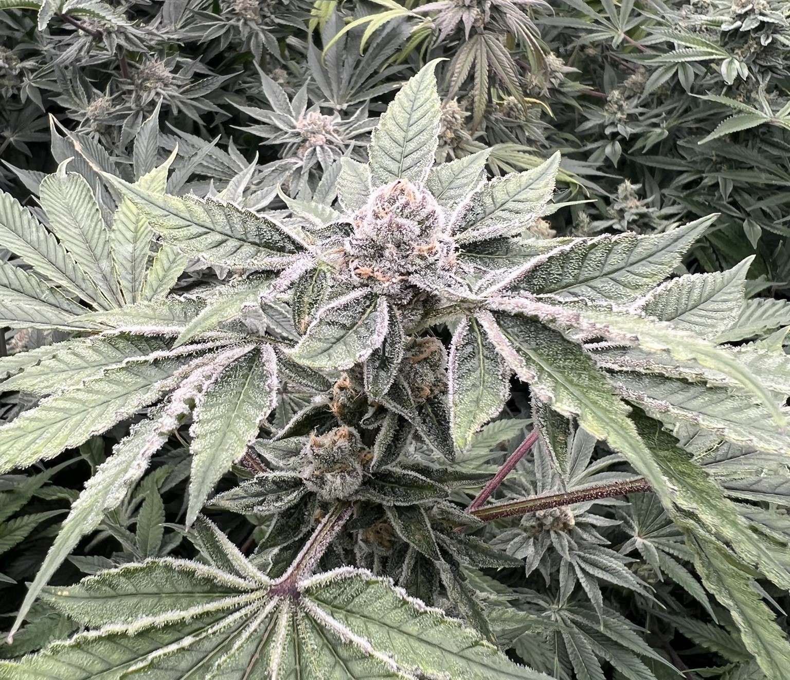 Grow Project 14