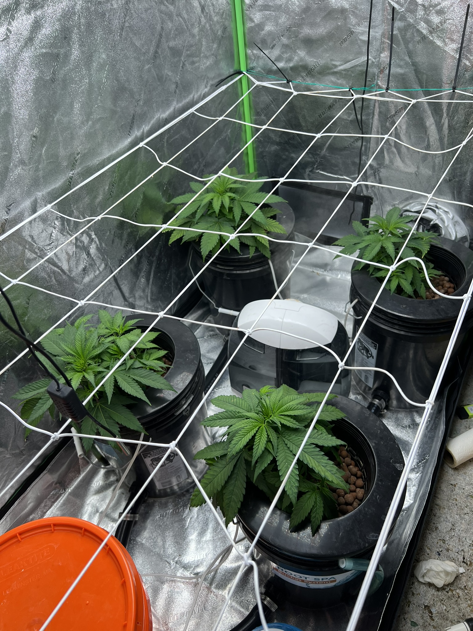 Grow Project 12