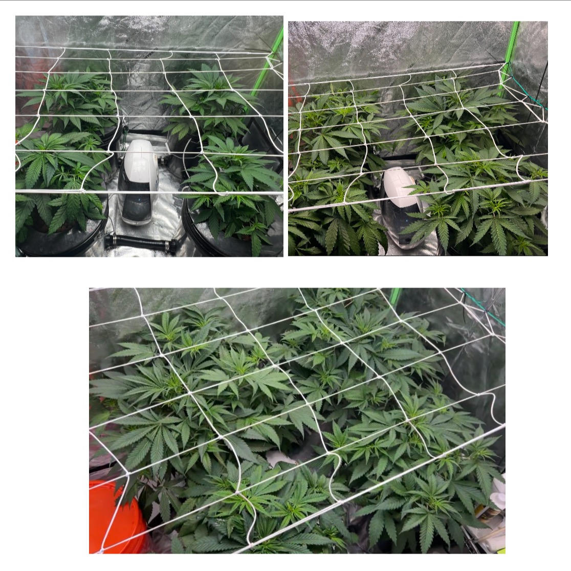 Grow Project 13