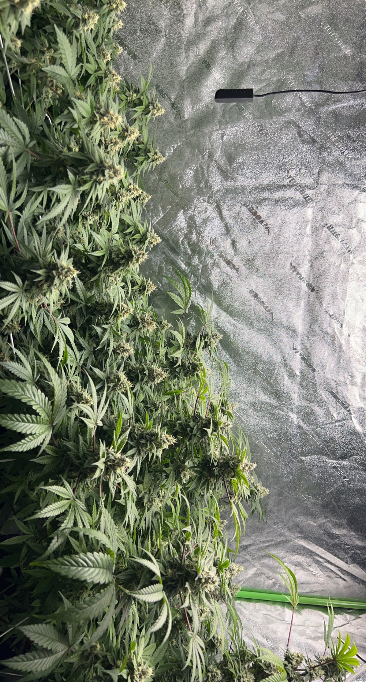 Grow Project 15