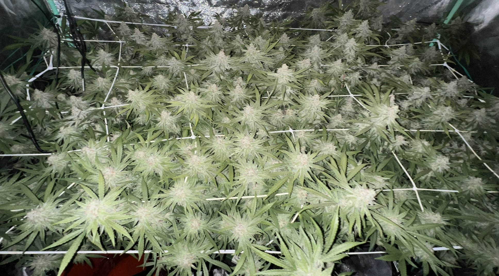 Grow Project 15
