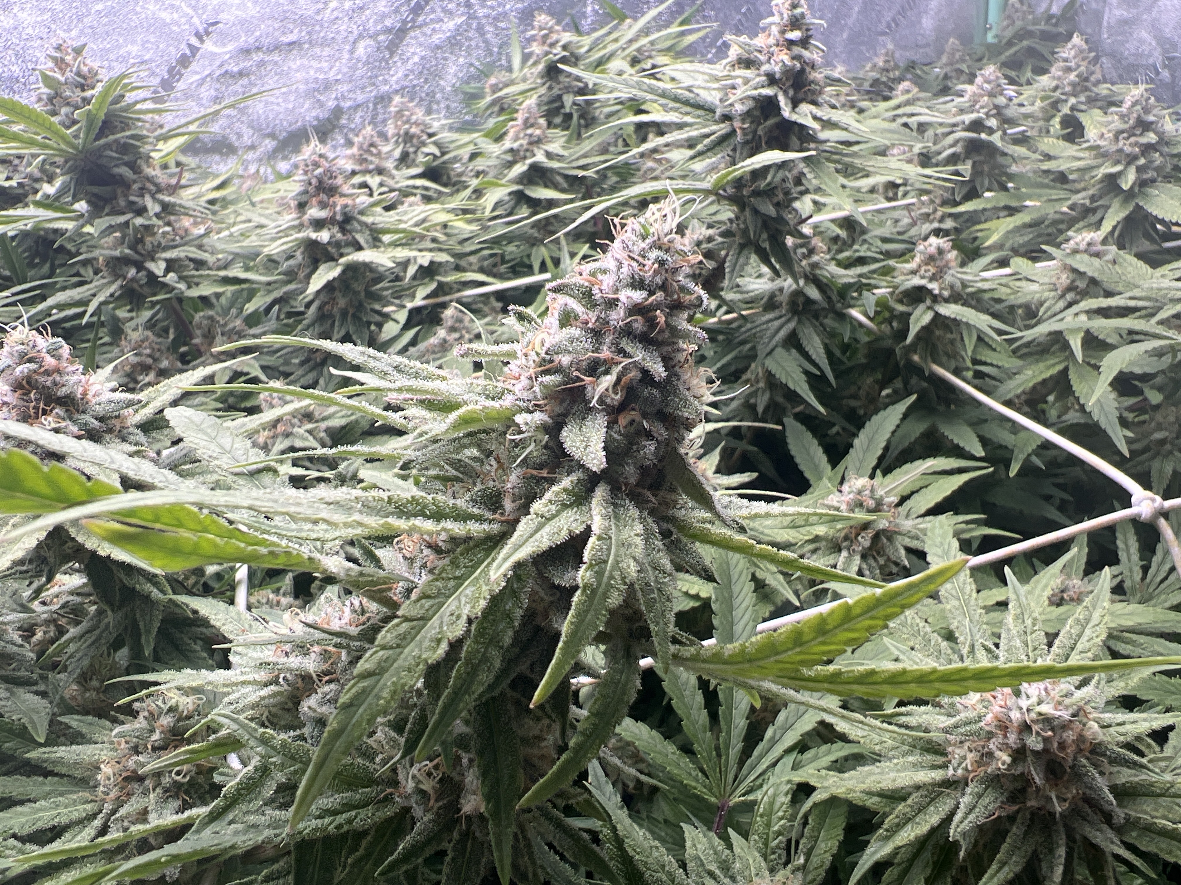 Grow Project 15
