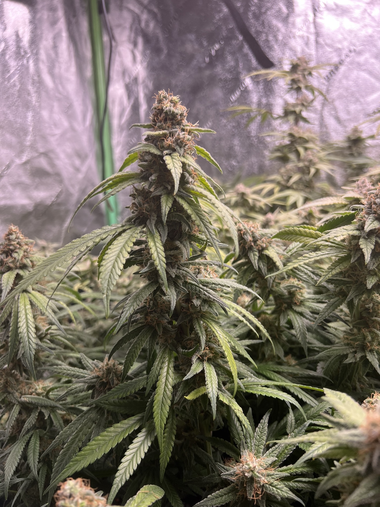 Grow Project 2