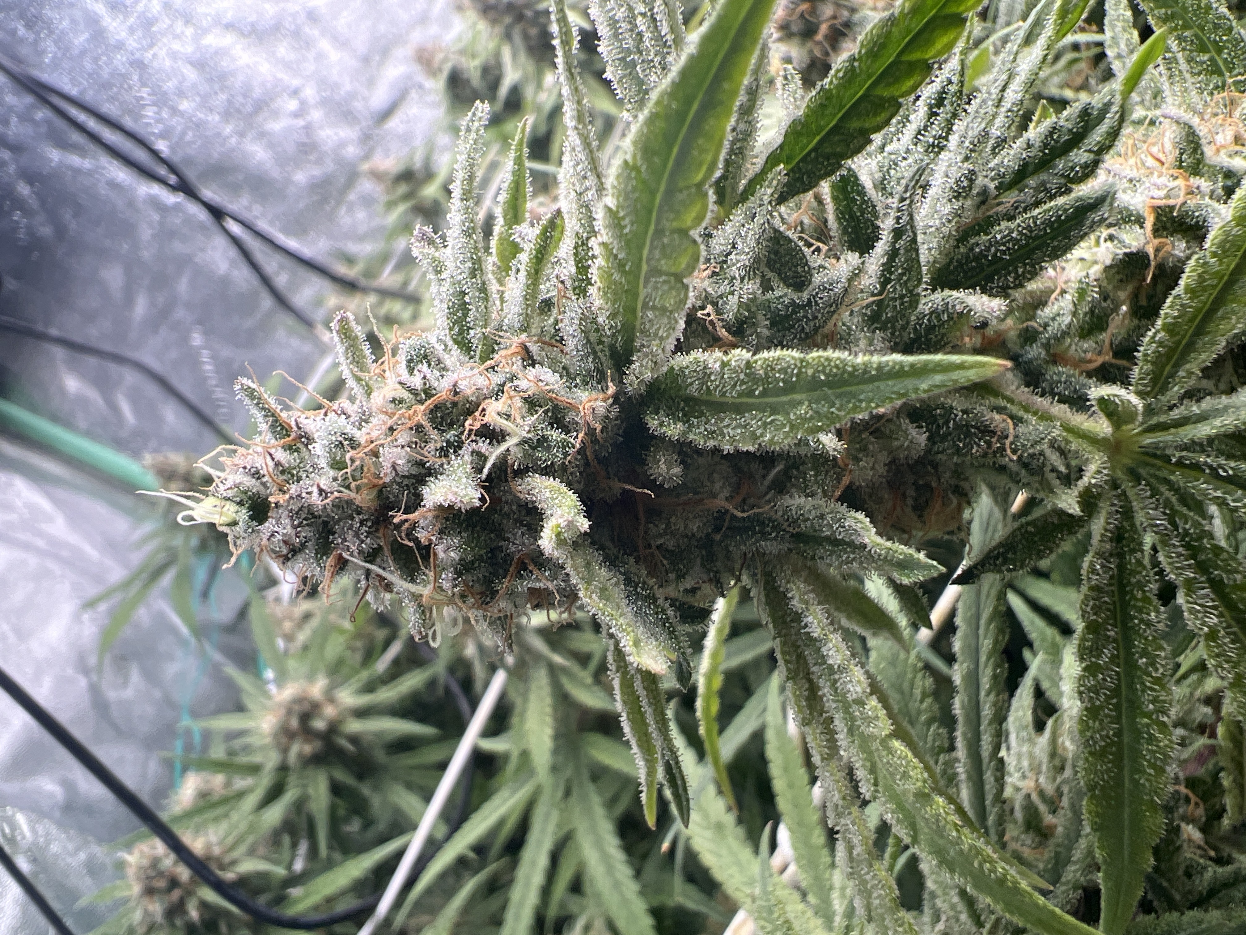 Grow Project 15