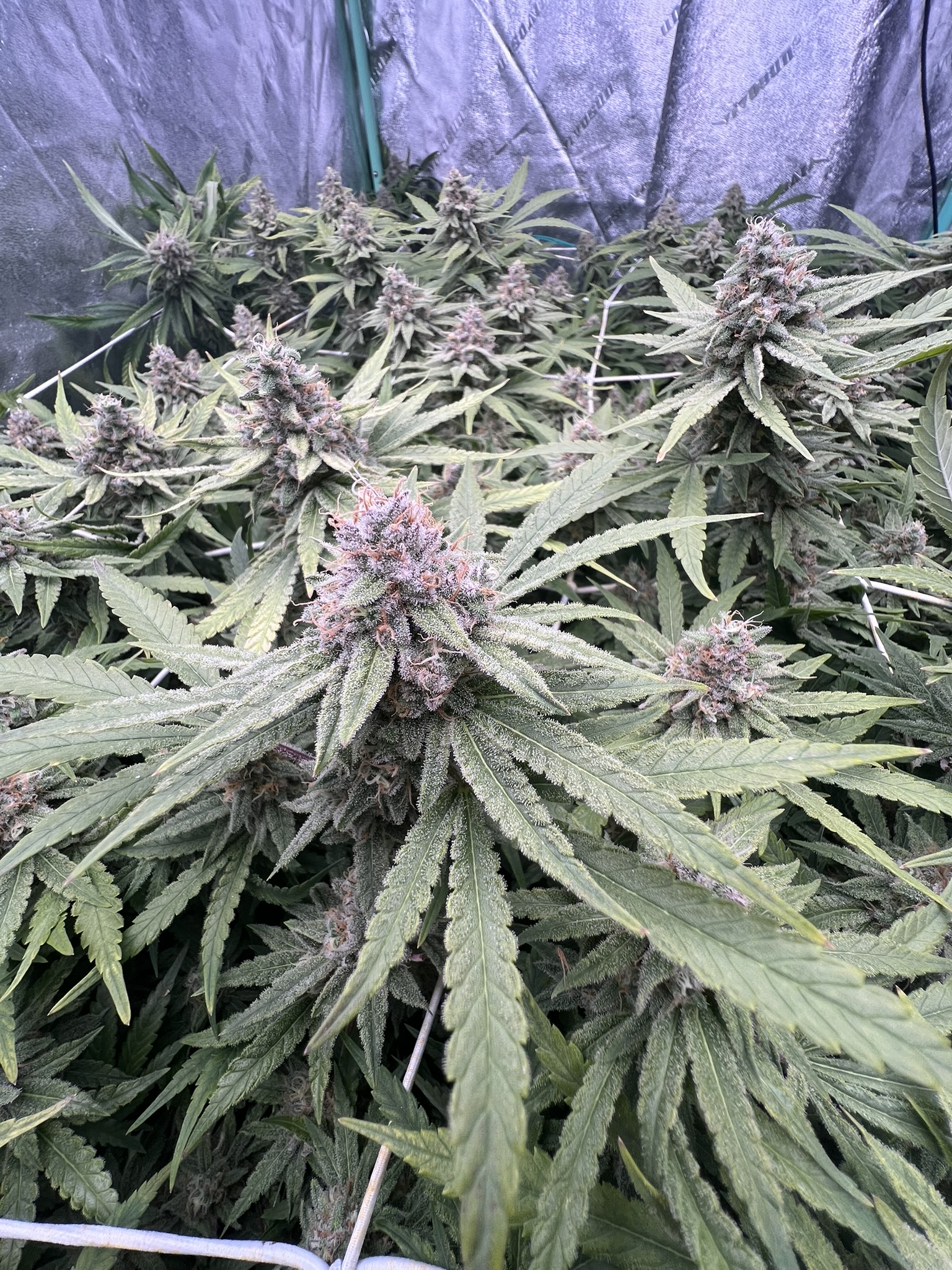 Grow Project 6