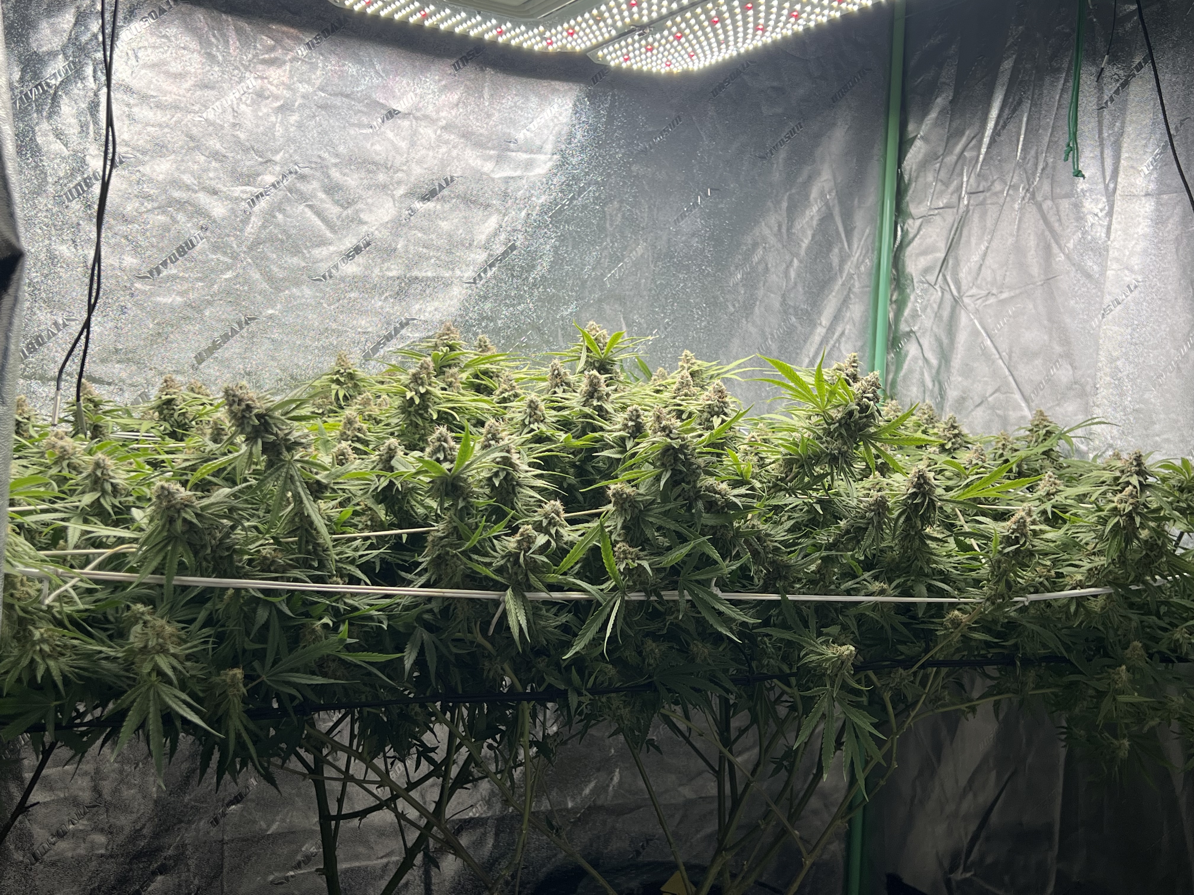 Grow Project 15