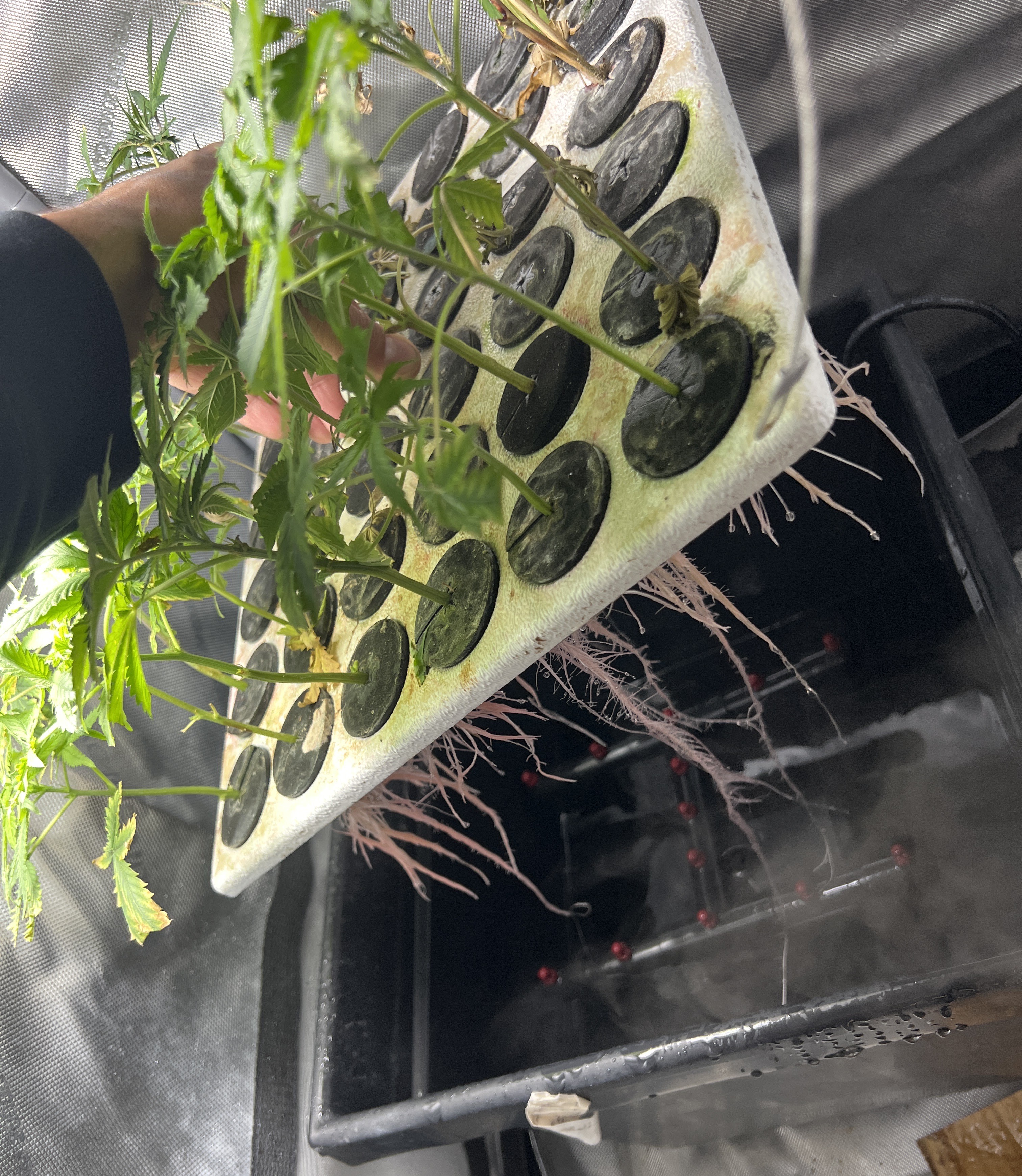 Grow Project 15
