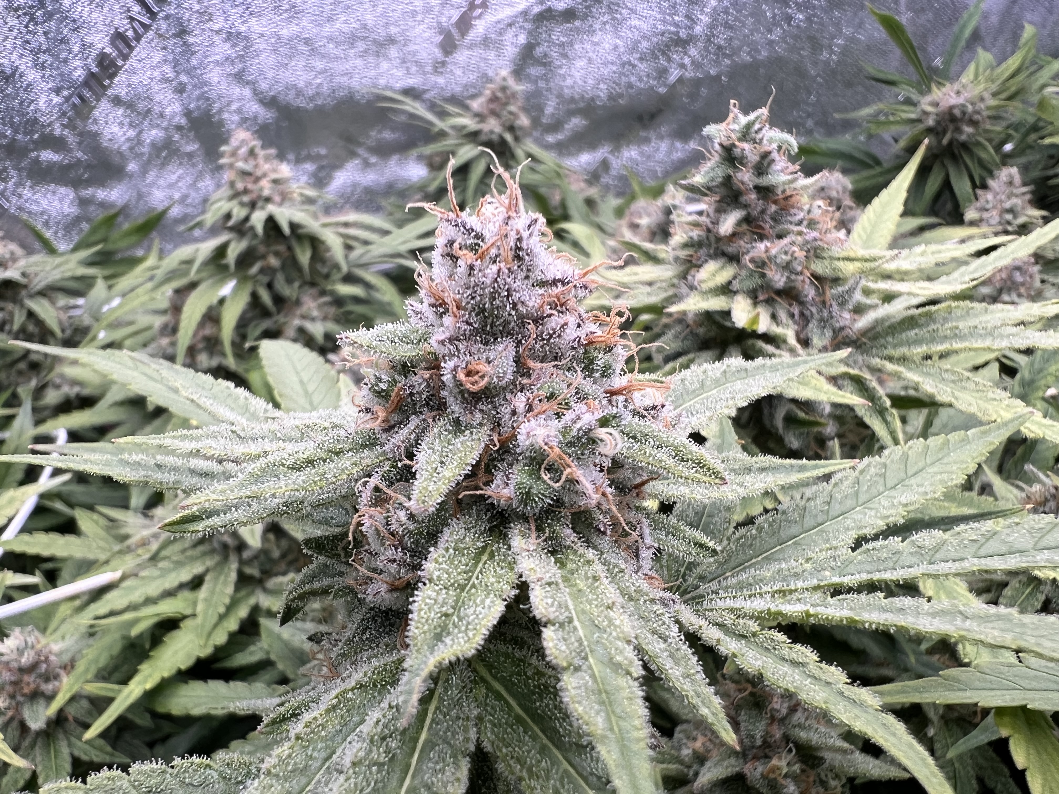 Grow Project 15