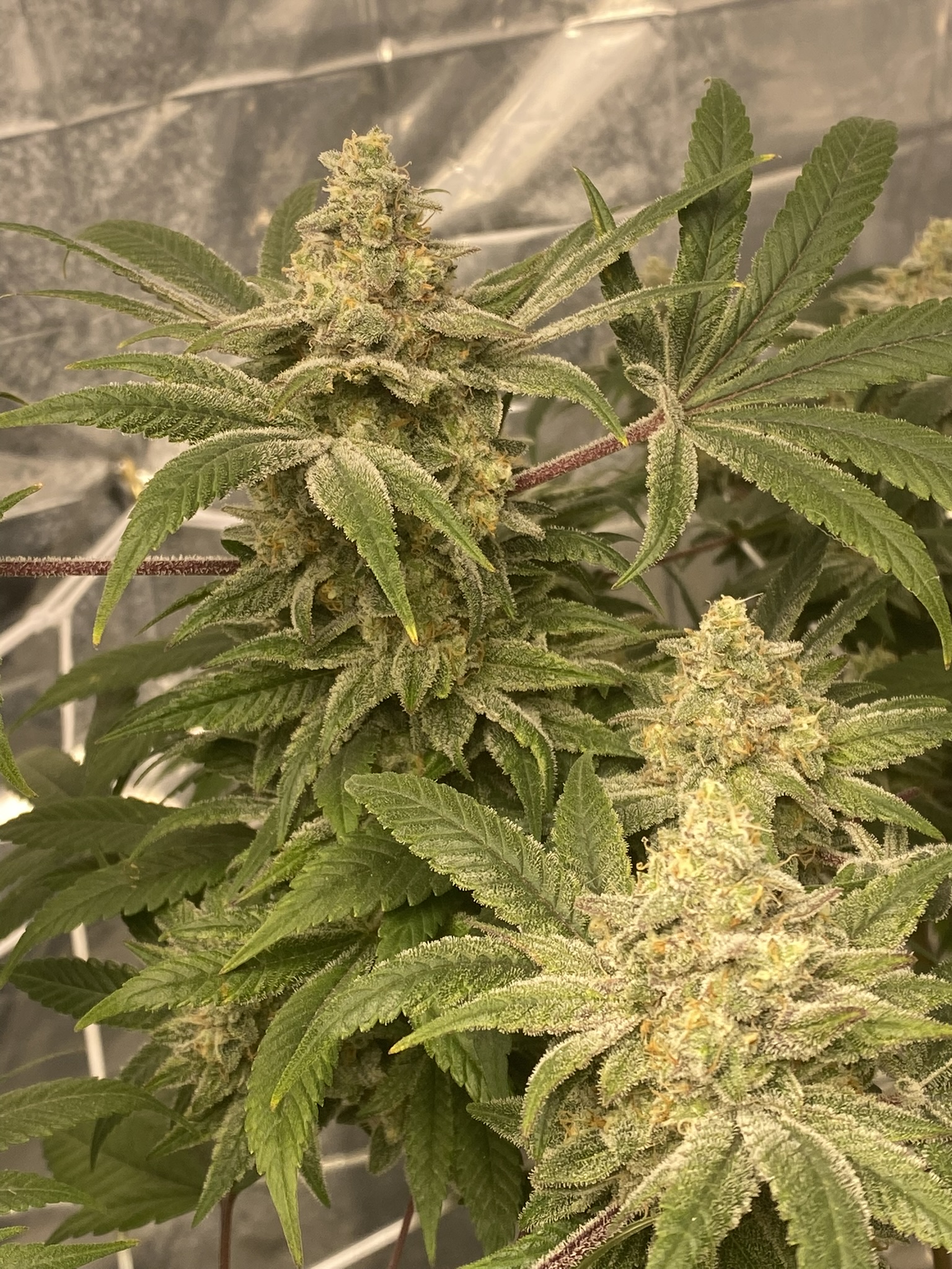 Grow Project 15
