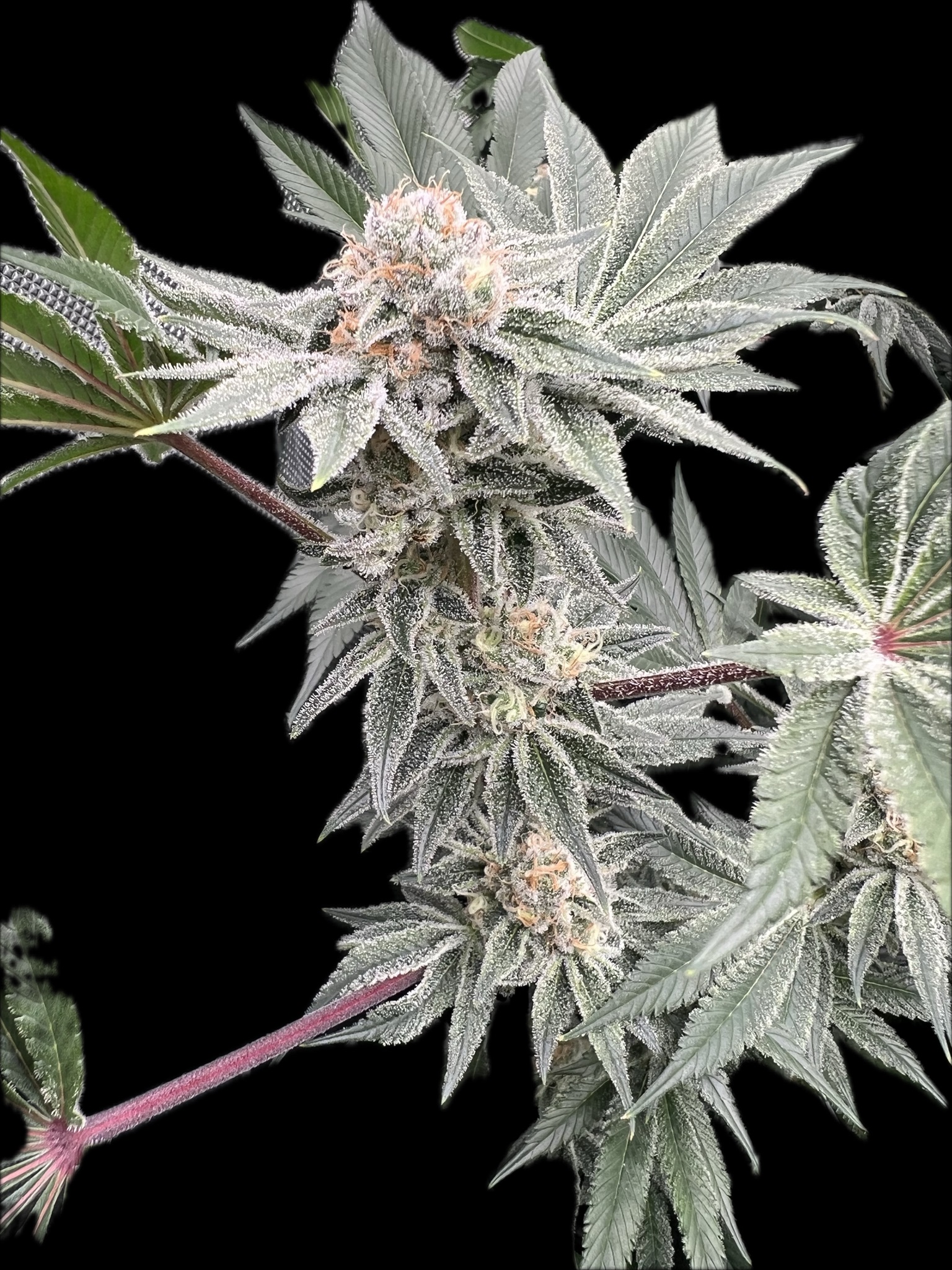 Grow Project 15