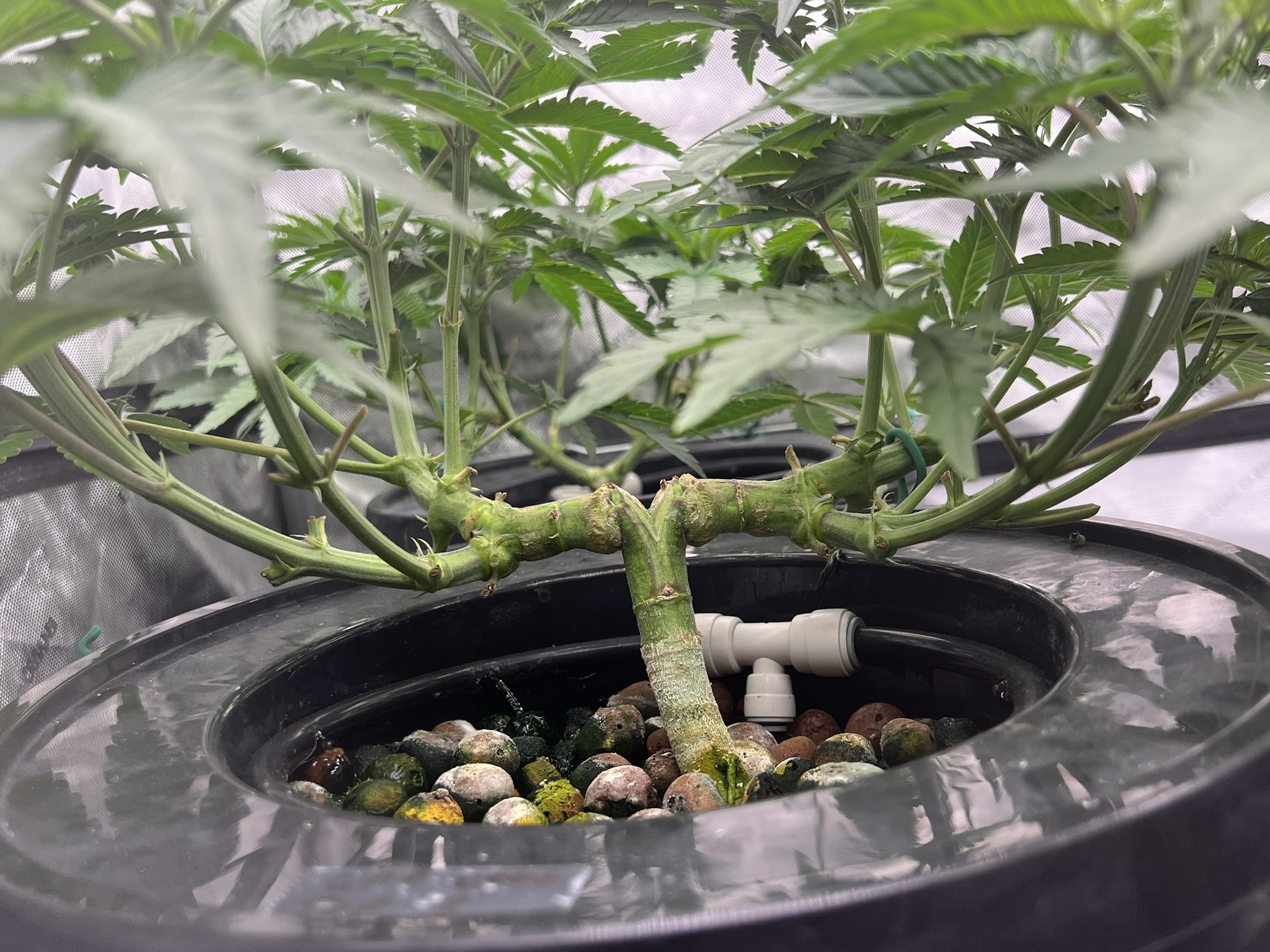 Grow Project 1