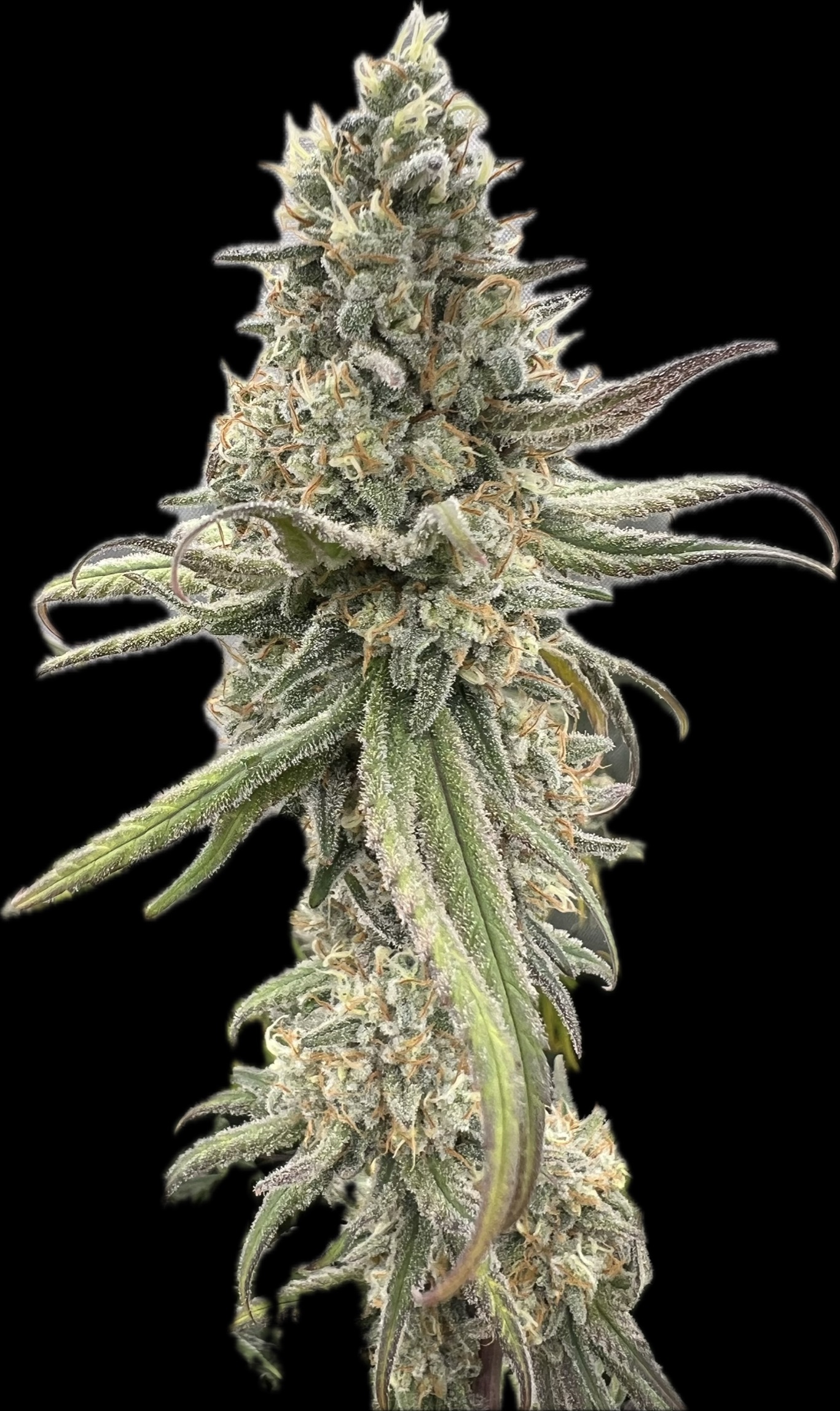 Grow Project 6