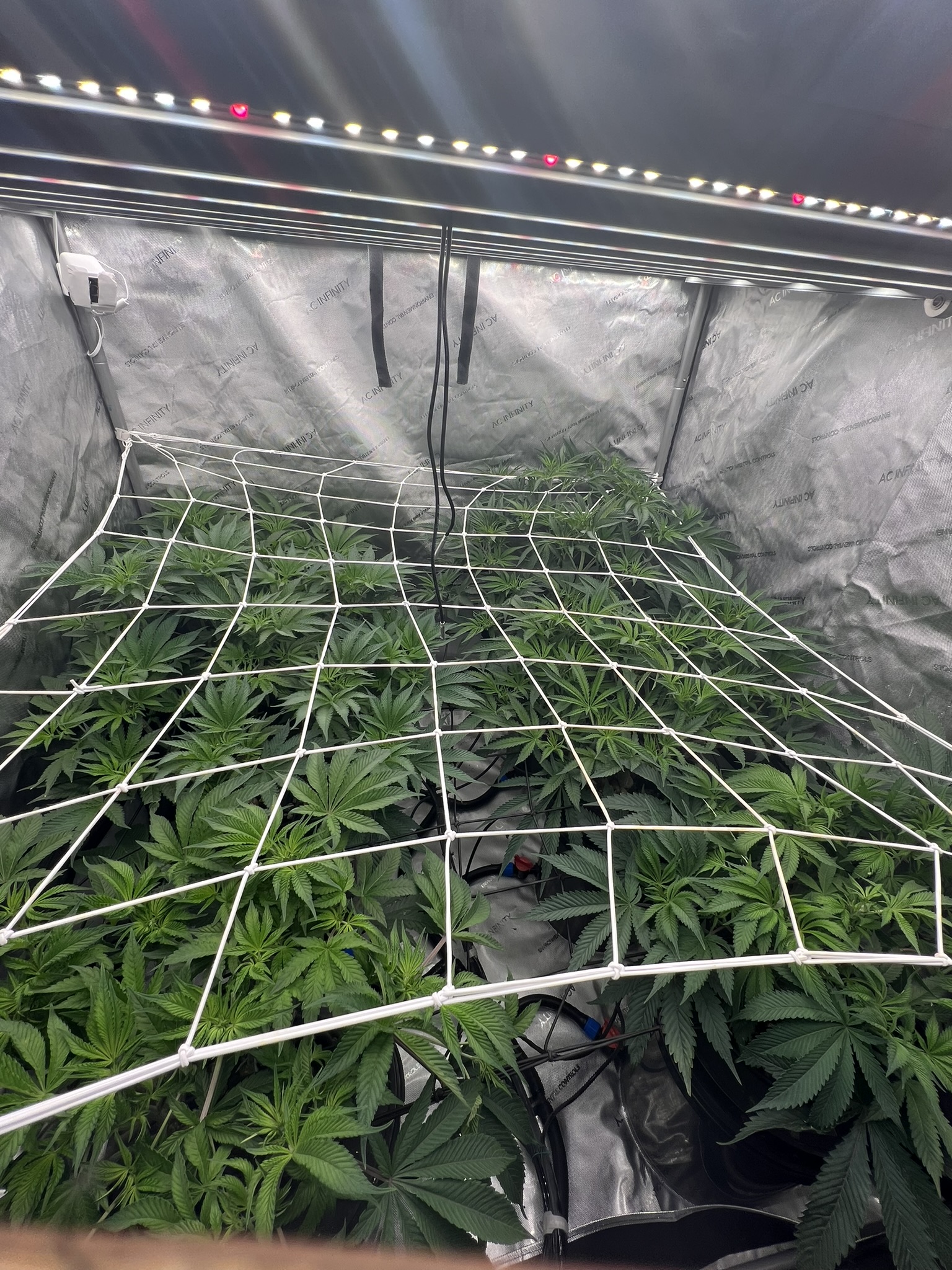 Grow Project 7
