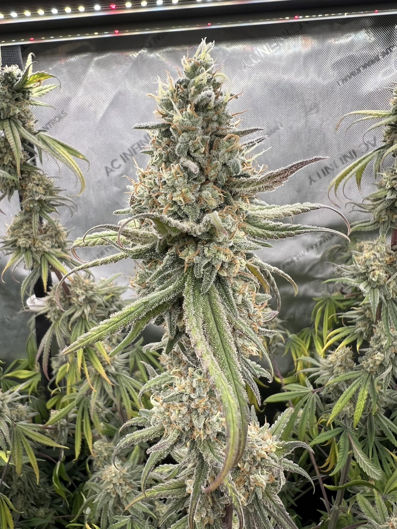 Grow Project 8
